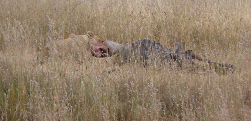 Camping in the Serengeti 