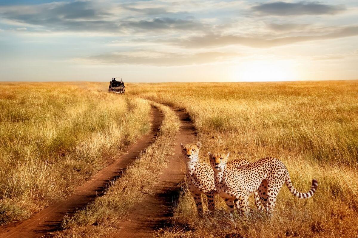 camping in the serengeti
