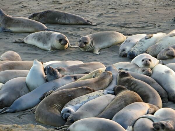 Elephant seal beach 