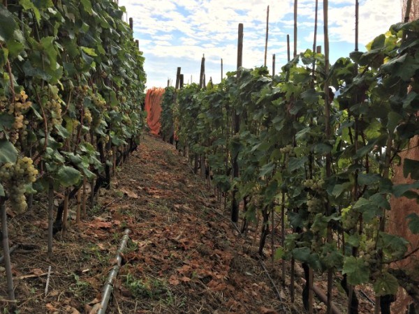 Guide to the Cinque Terre