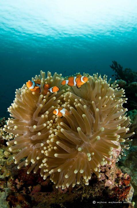 Papua New Guinea Diving