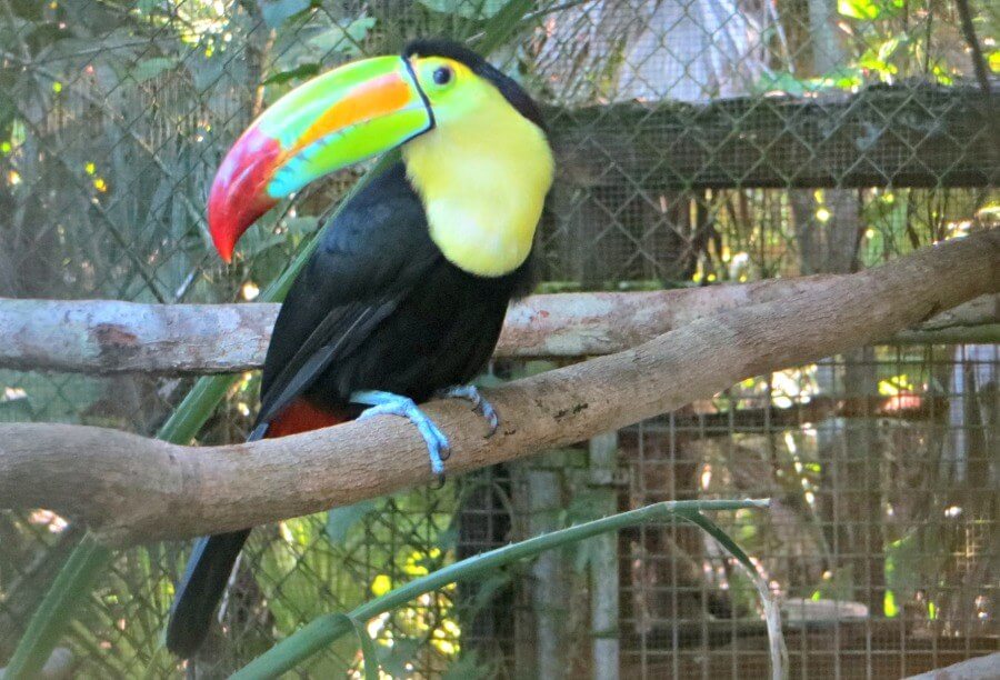 Animals at Belize Zoo
