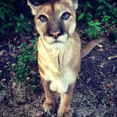 how much does Belize cost? 