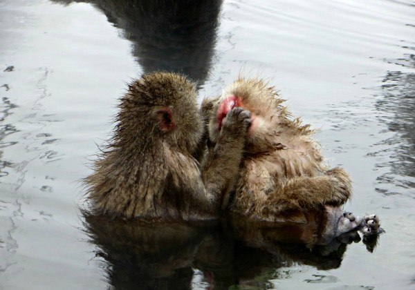 Nagano Snow Monkeys