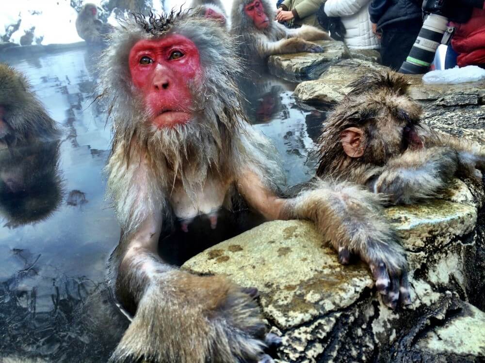 Nagano Snow Monkeys