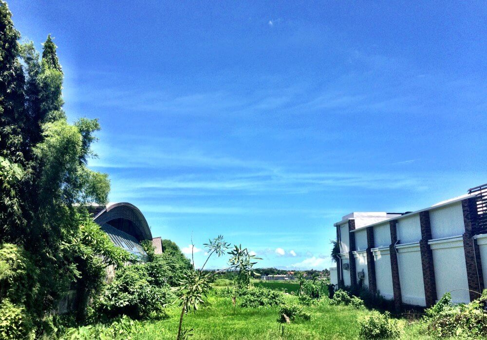 Rice Fields in Seminyak