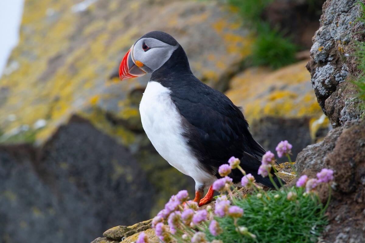 skye puffins