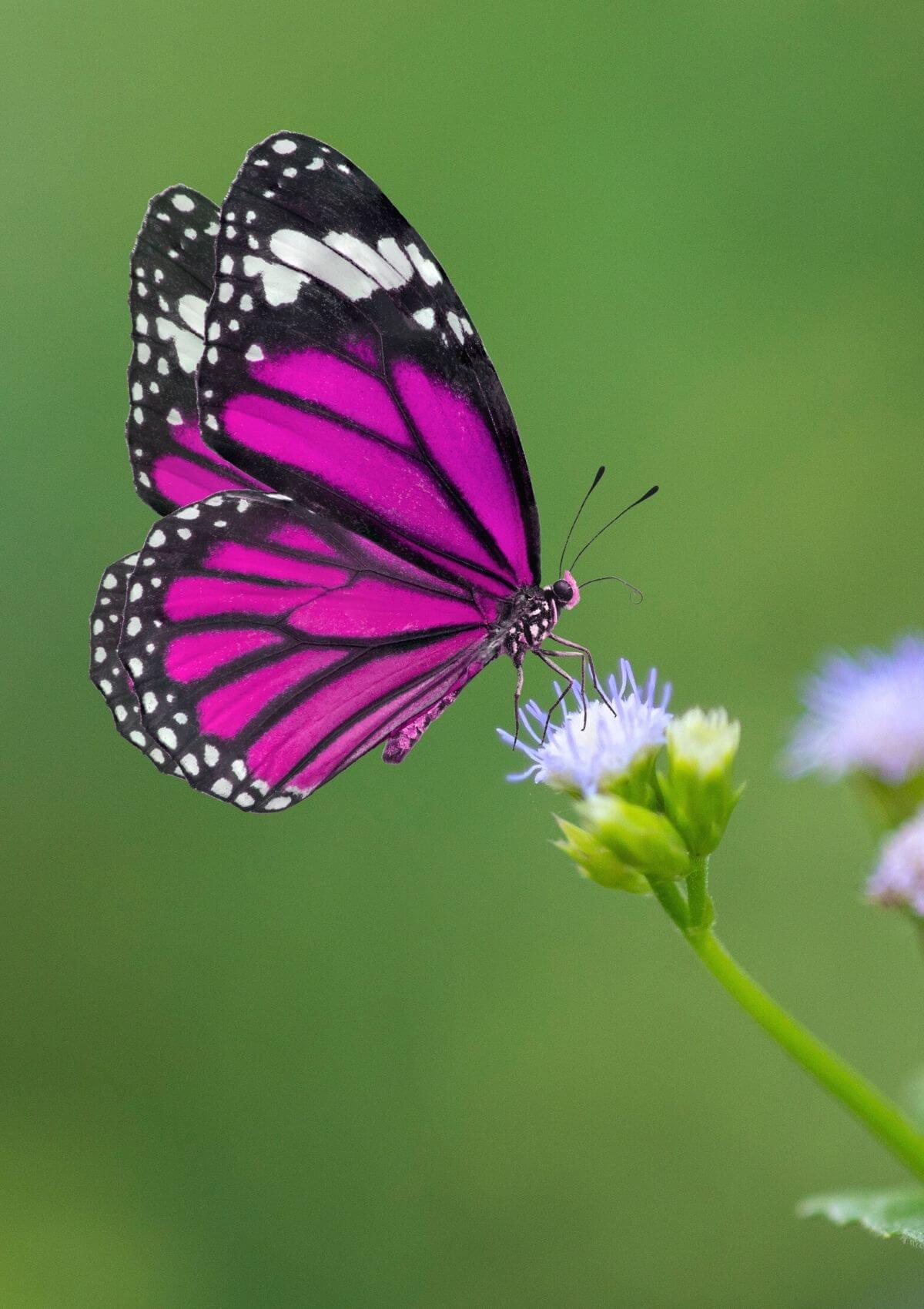 butterly house florida keys