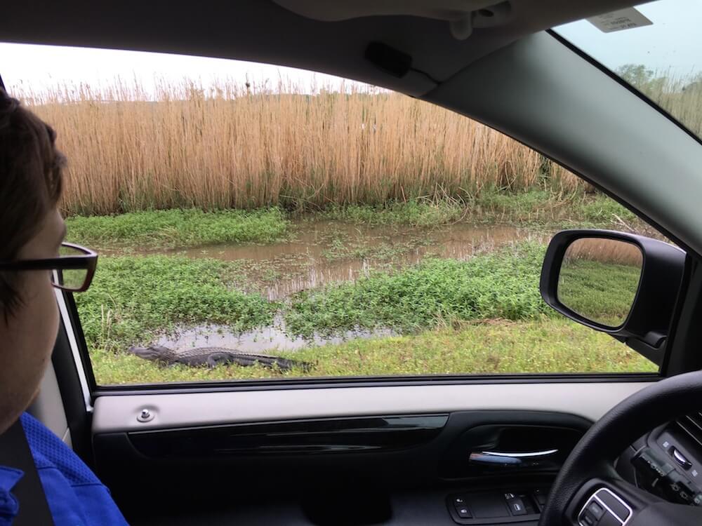 Pintail Wildlife Drive