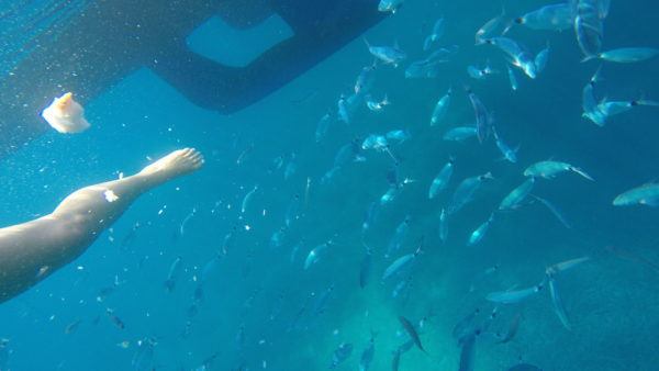 Chilling with fish in Croatia