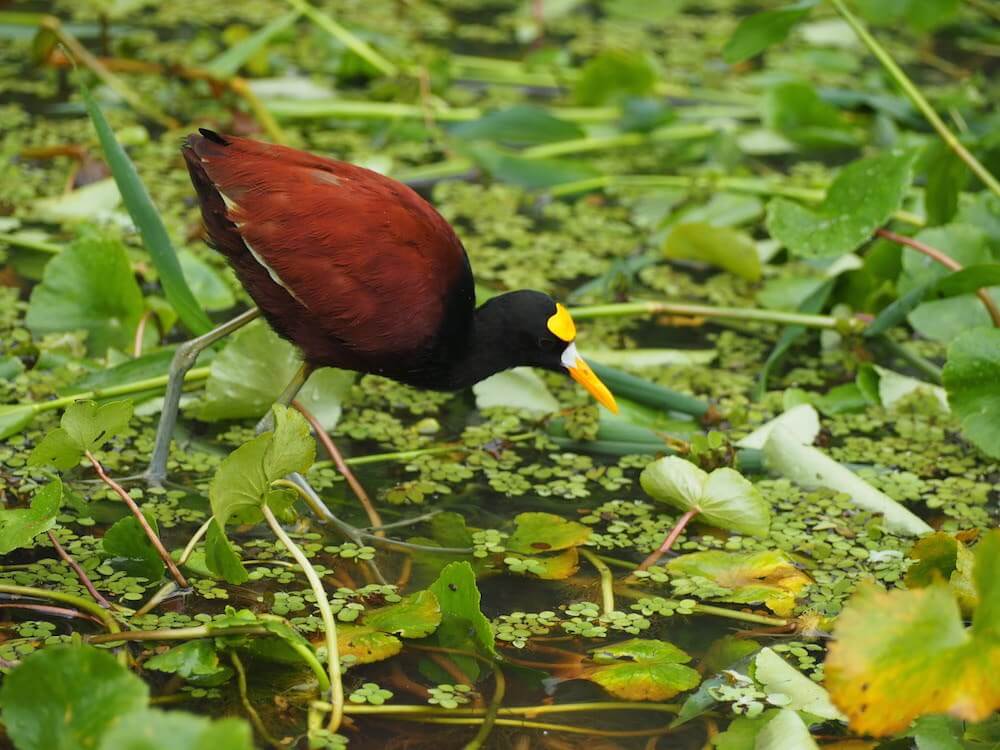 Animals to see in Costa Rica