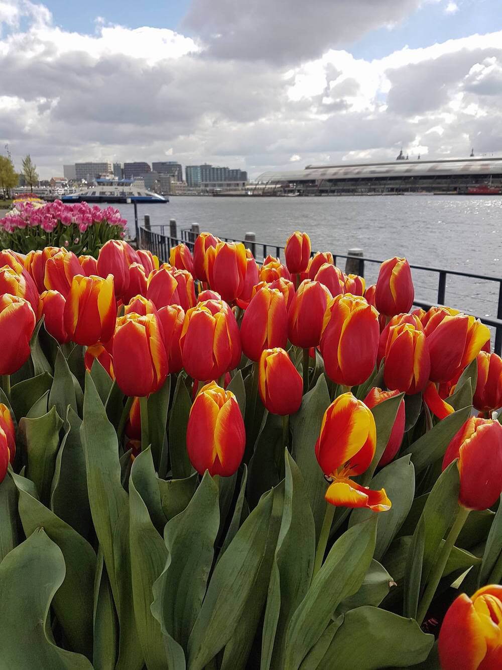Amsterdam tulips