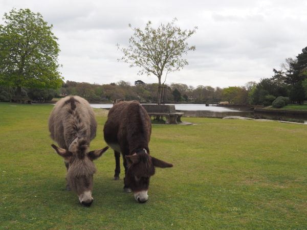 Jurassic Coast Road Trip