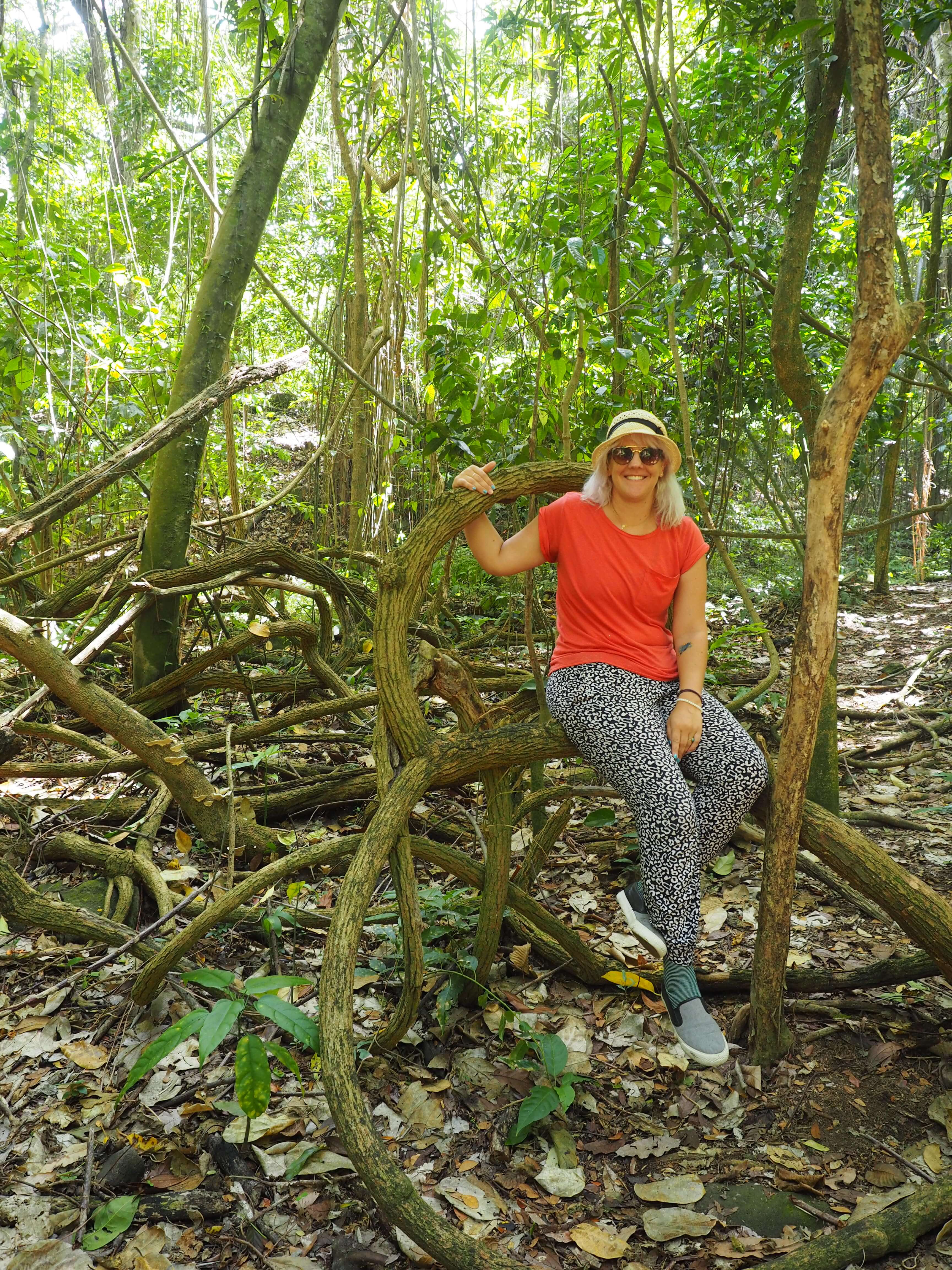 In the forest in St Kitts