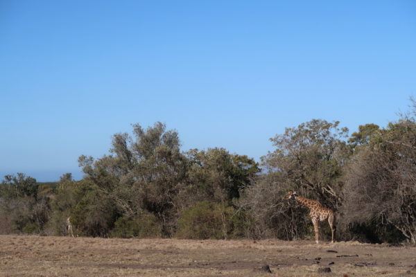 reasons to visit Knysna