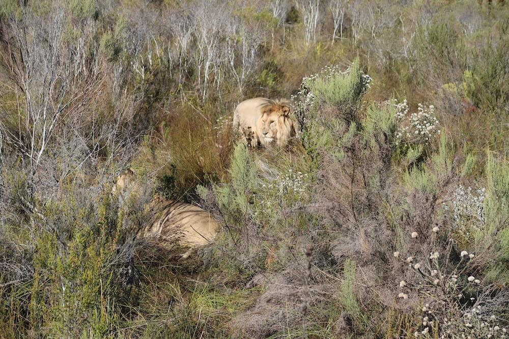 reasons to visit Knysna