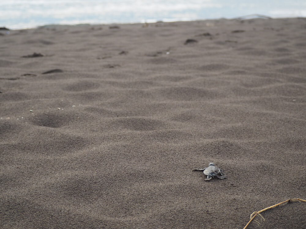 Turtle on the beach