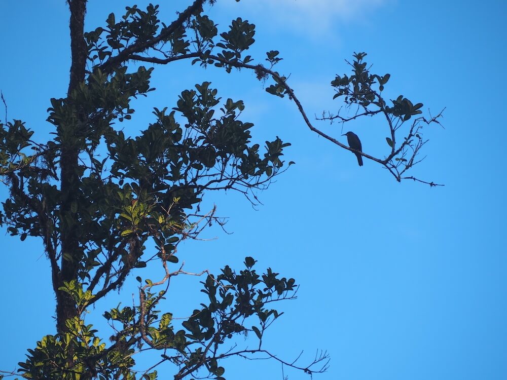 What was Papua New Guinea Like?