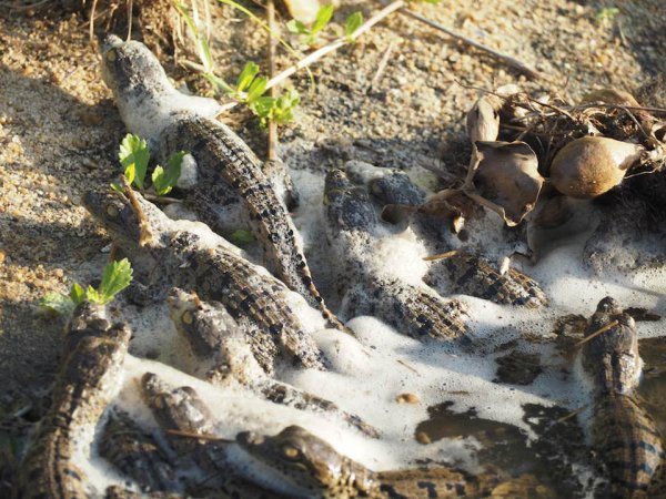Elephant in Liwonde National Park