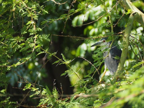 Liwonde National Park