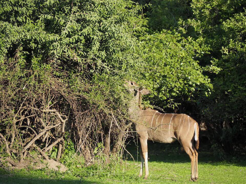 Malawi Safari in Liwonde National Park 