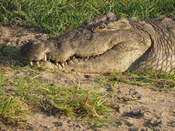 Malawi Safari Liwonde National Park