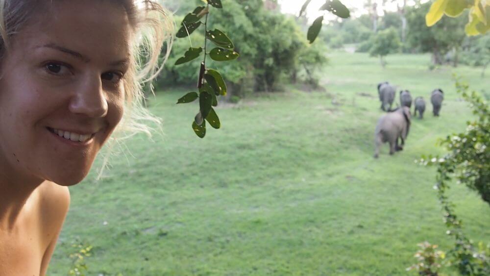 Elephants at Mvuu Lodge 