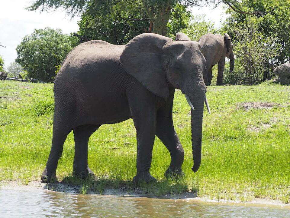Liwonde National Park Malawi Safari