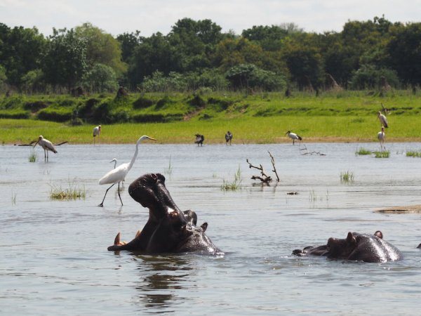 Liwonde National Park