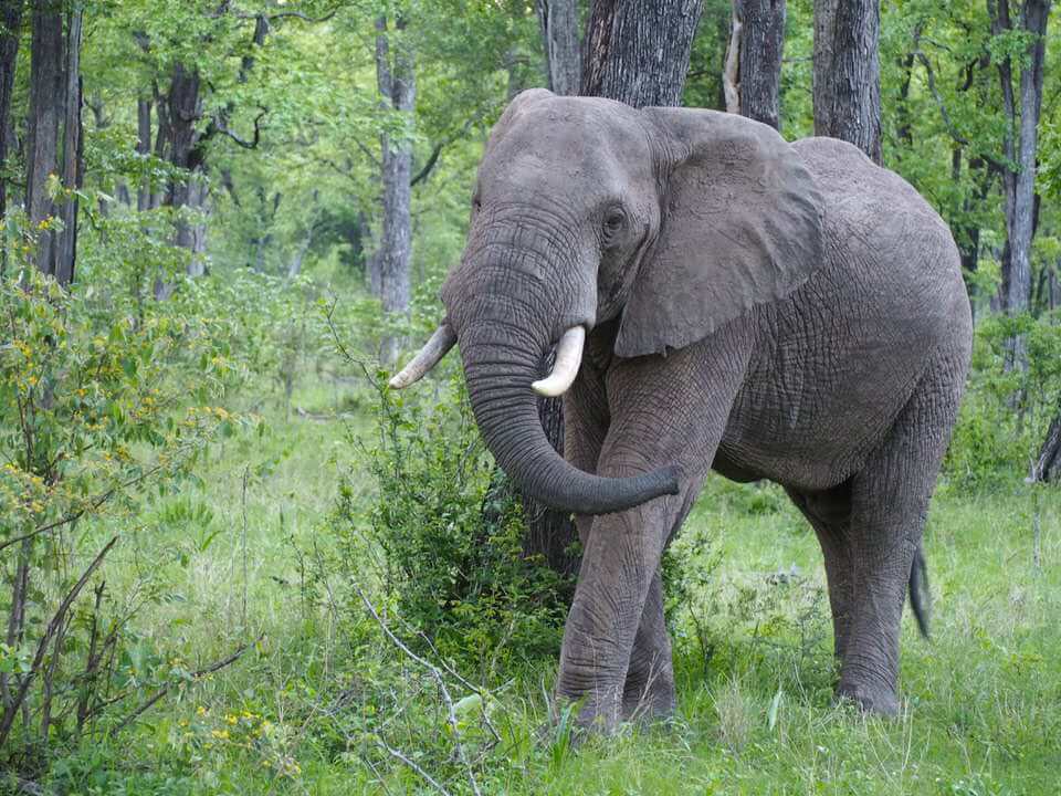 Elephant in Liwonde National Park 