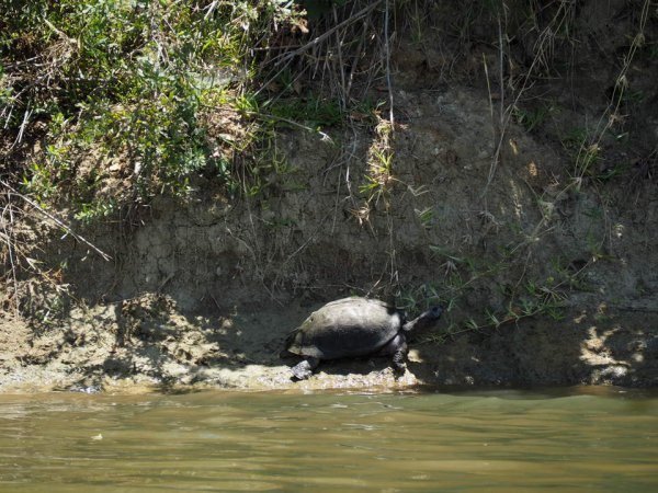 Mvuu Lodge LIwonde National Park