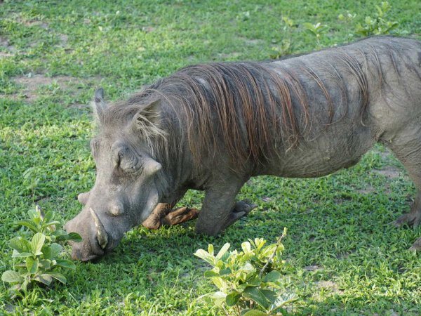 Malawi Safari in Liwonde National Park