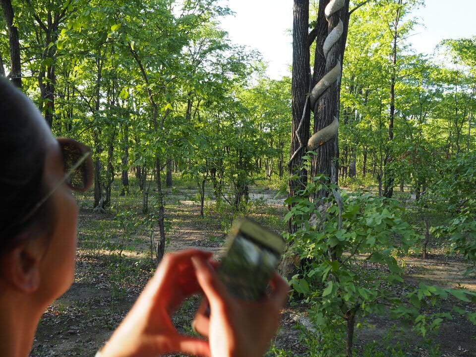 Malawi Safari Liwonde National Park