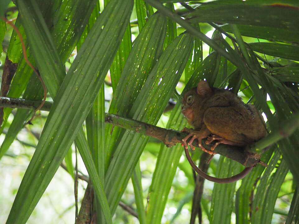 two weeks Philippines