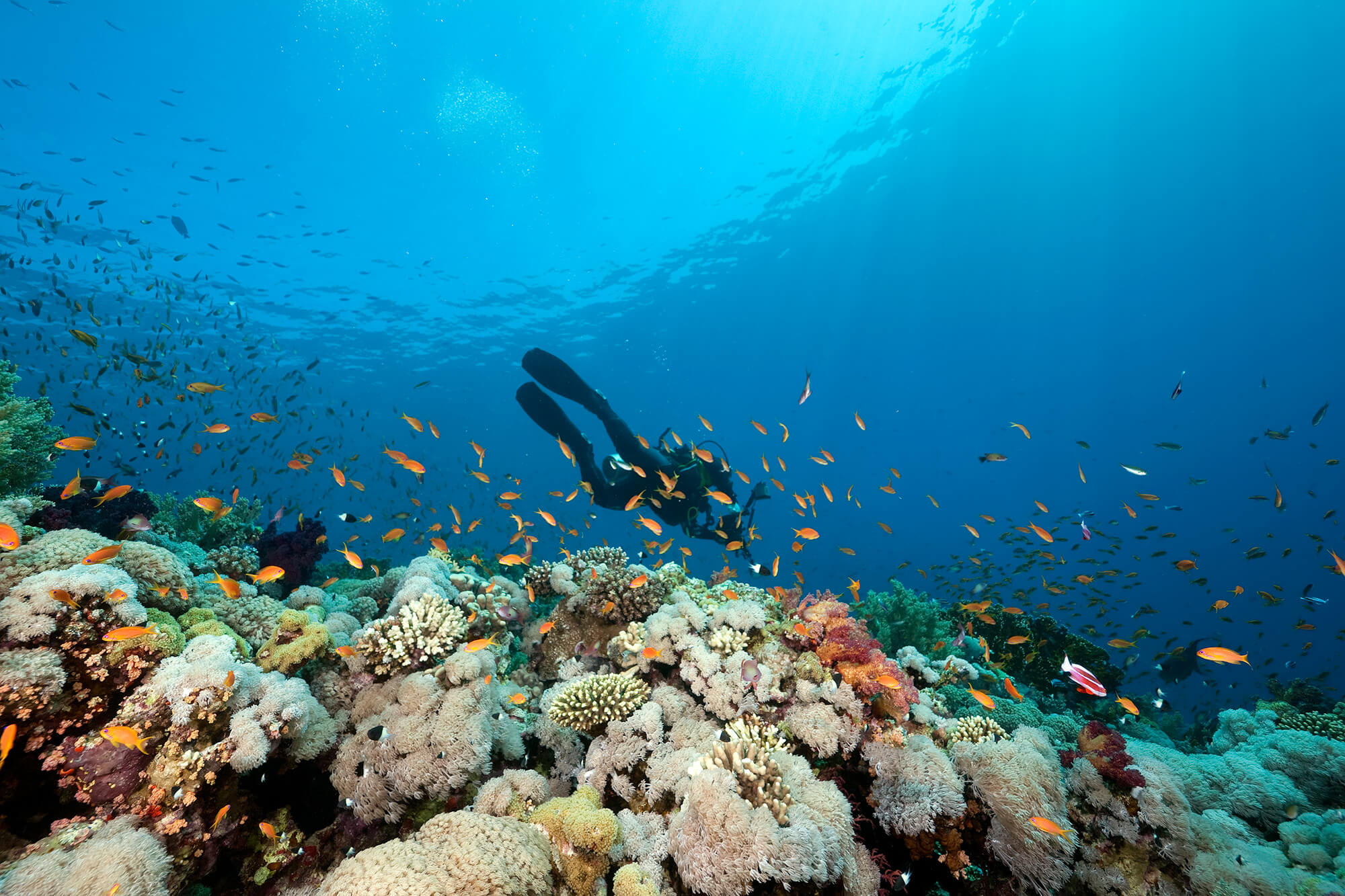 Dive Bohol