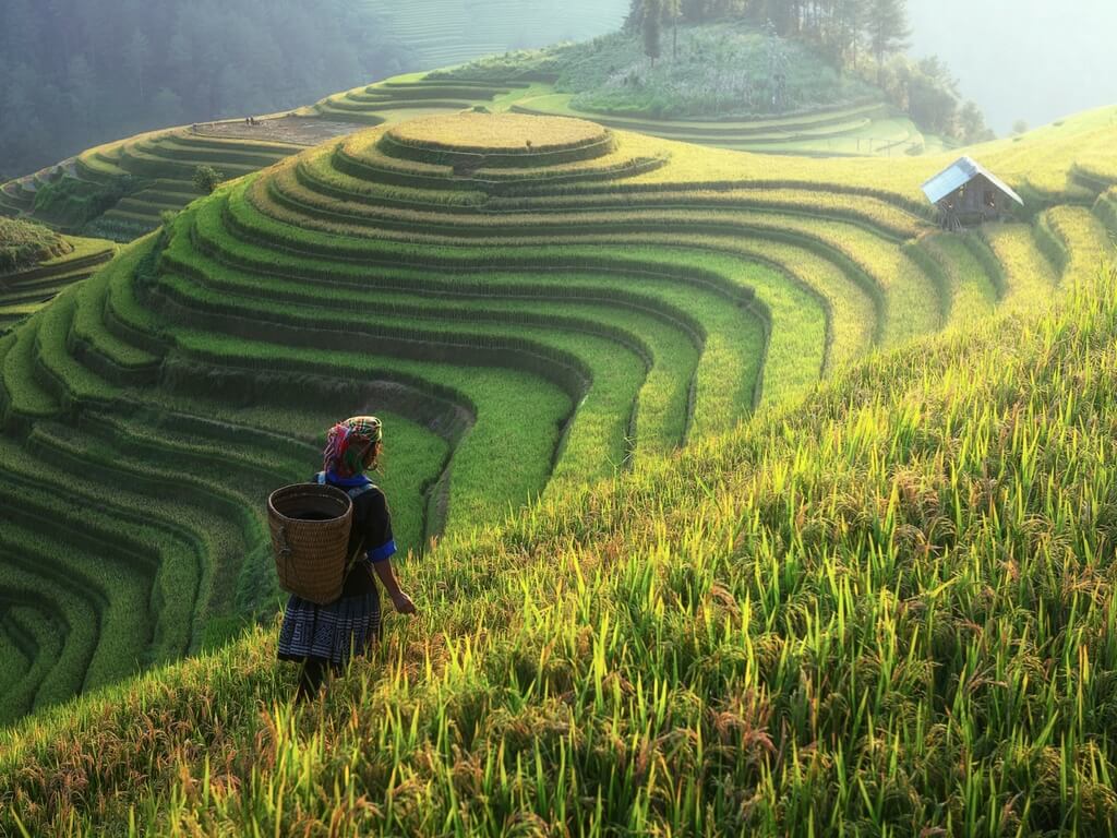 Sapa rice fields Vietnam