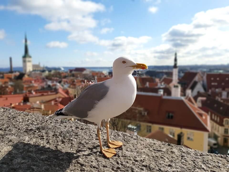 Viewpoint in Tallinn