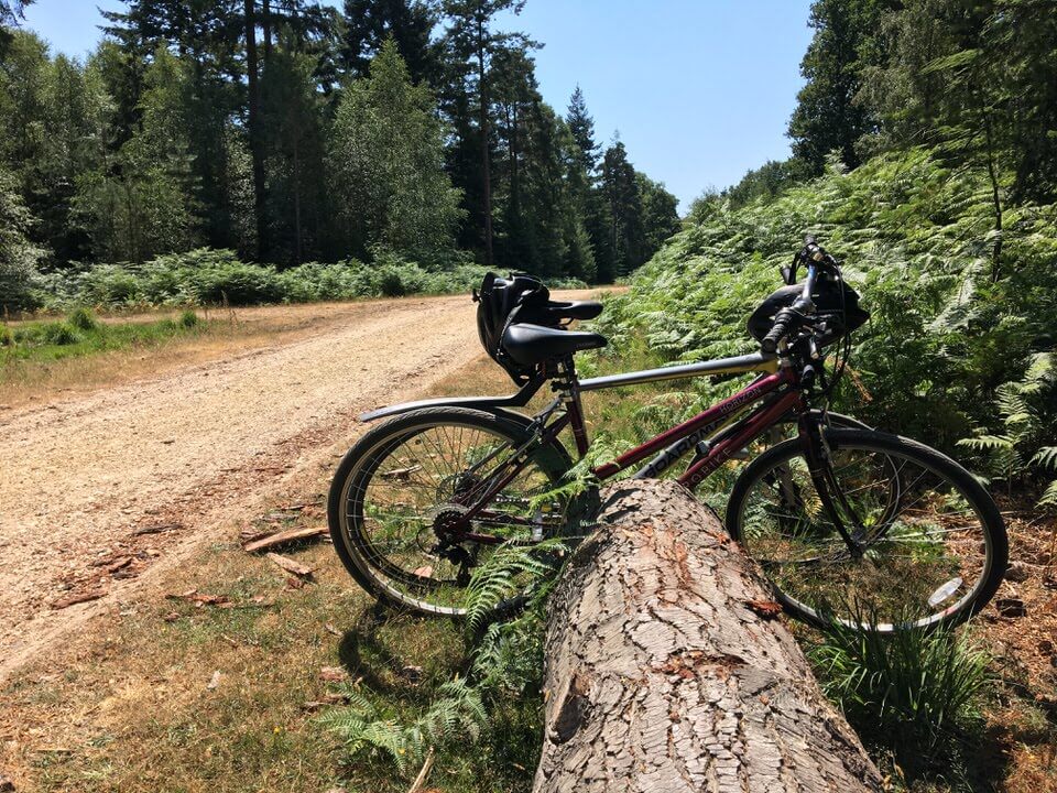 Weekend in the New Forest