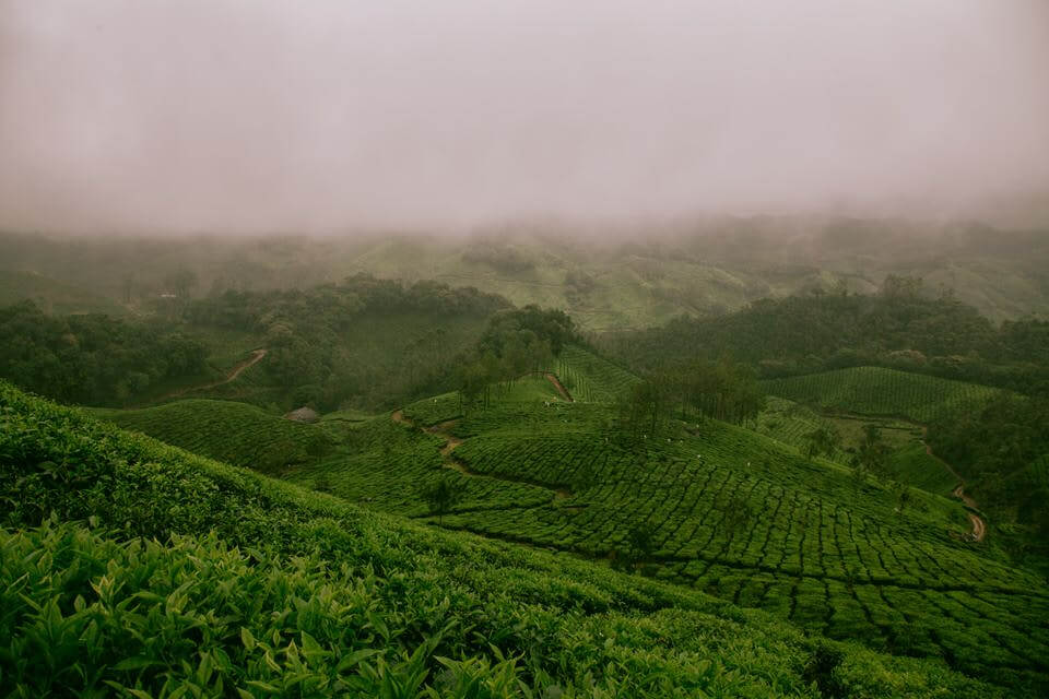Tea plantations Munnar