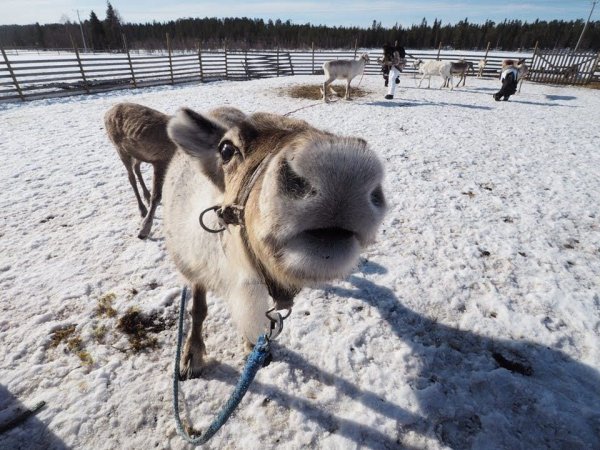 Things to do in levi