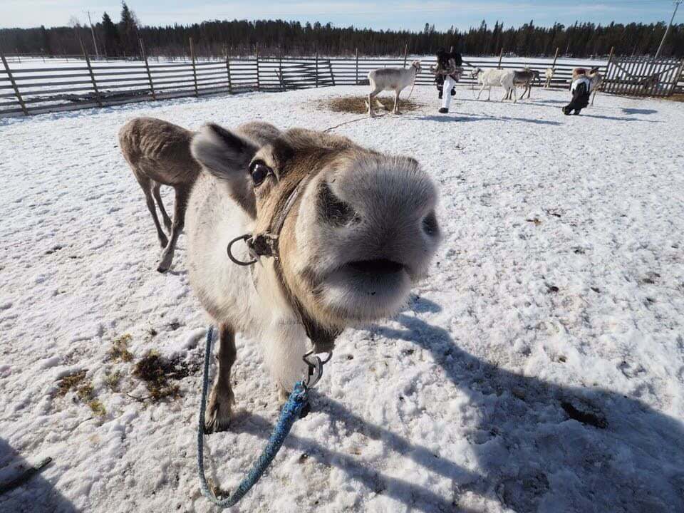 Things to do in levi