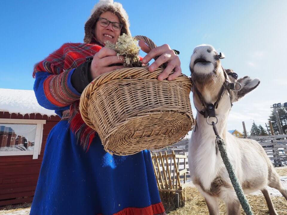Levi Finland Reindeer