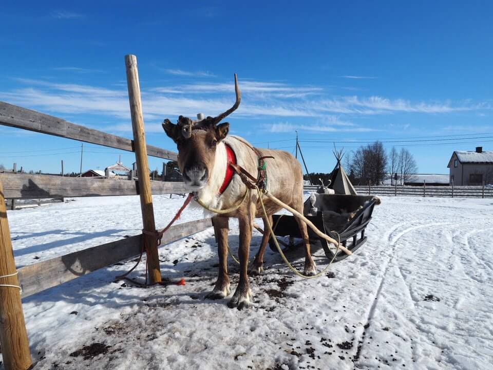 Reindeer in Levi