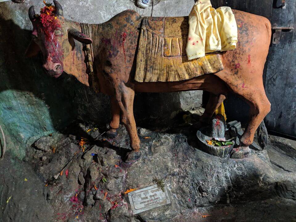 Cow in the cave Pokhara