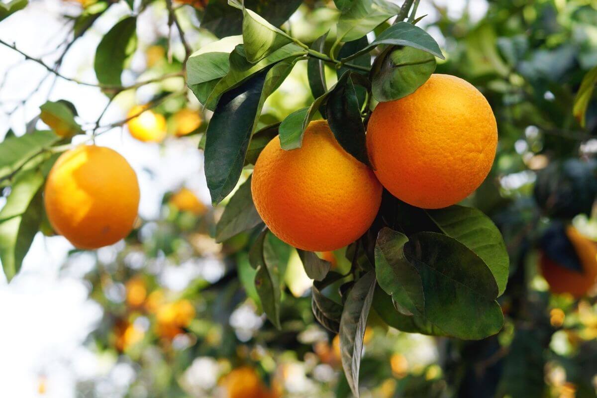 oranges growing on a tree