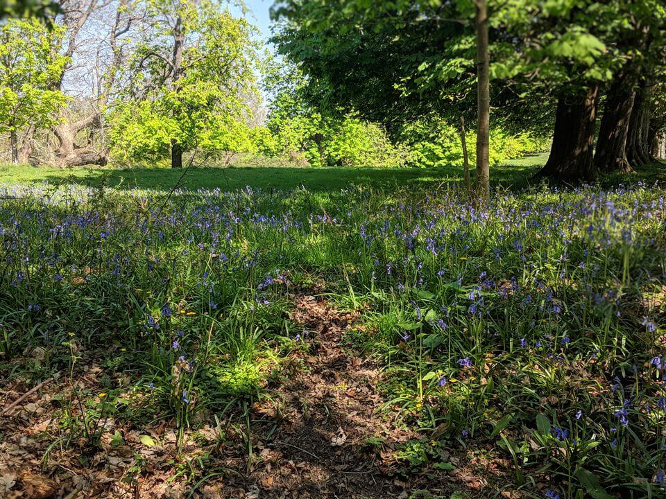 New Forest bluebells