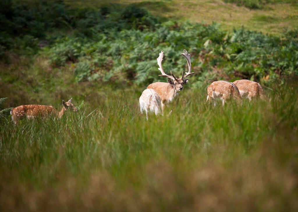 Things to do new forest