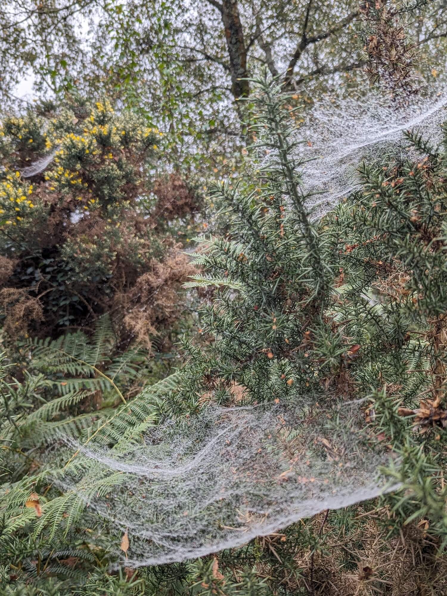 attractions in the new forest