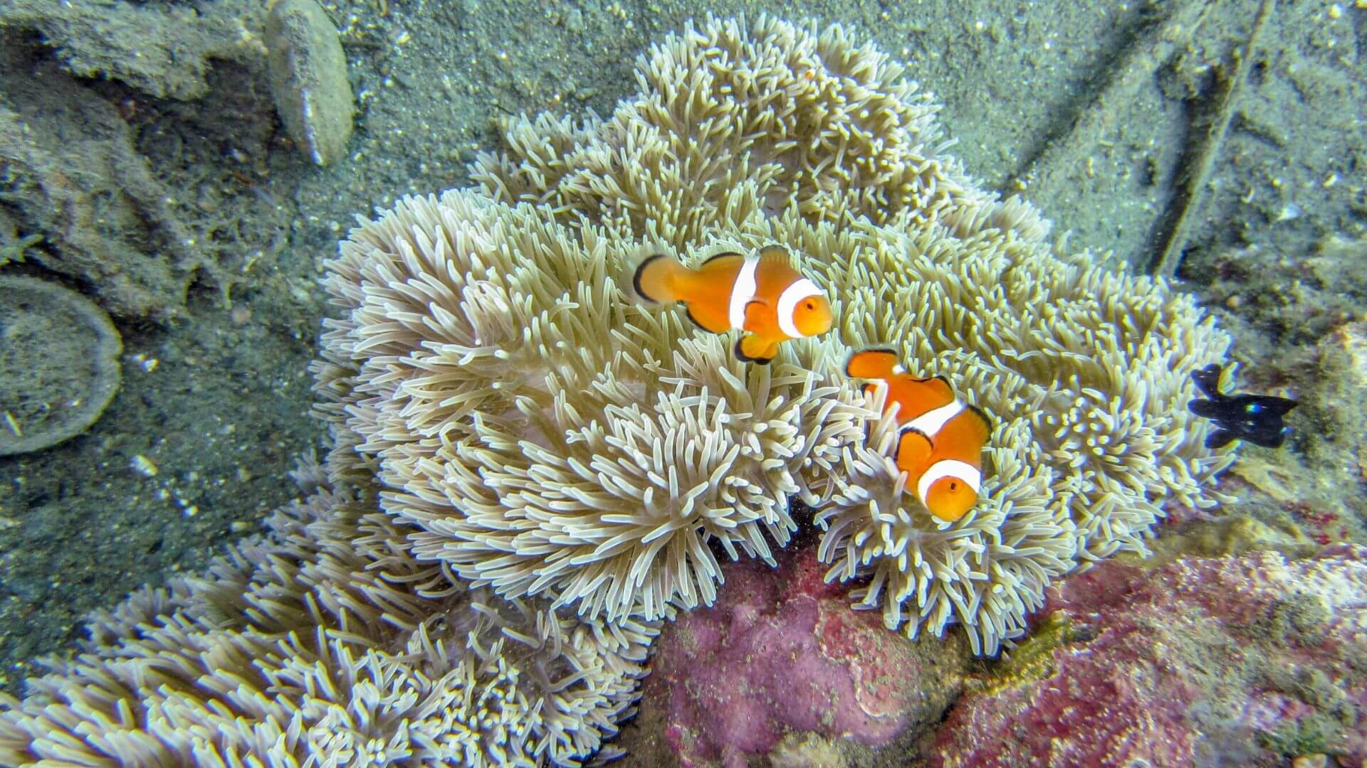 travel guide papua new guinea