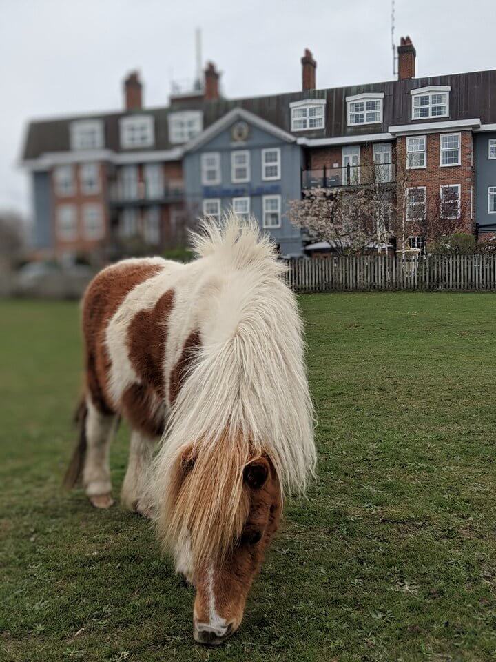 Pony in the New Forest